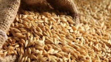 صورة أنباء عن  ارتفاع كبير لسعر القمح بنواكشوط