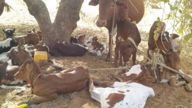 صورة ولاية لعصابة /  الحالة العامة  (مٓرُضٍية) ولا يوجد ما  يستدعي القلق من نفوق بعض الحيوانات