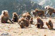 صورة الاعلاف عنوان حرب جديدة بين المنمين  وقطعان القردة
