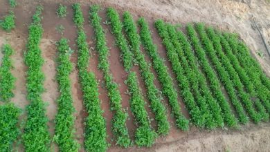 صورة ترقبوا مقابلة هامة مع رجل الاعمال الشاب احمد ولد الحسين المستثمر في مجال الزراعة والتنمية