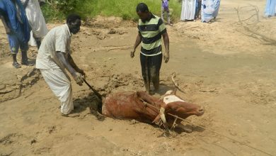 صورة حين تكون الاراضي الرخوة مصيدة للحيوانات