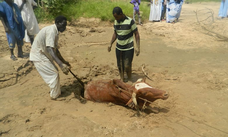 صورة حين تكون الاراضي الرخوة مصيدة للحيوانات