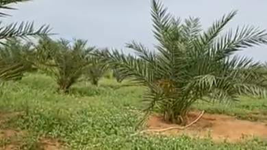 صورة واحة لخنيگ … من أرض قاحلة  جرداء  الى واحة غناء