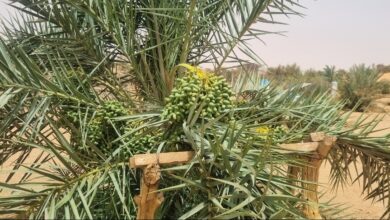 صورة واحة لخنيگ … من أرض قاحلة  جرداء  الى واحة غناء
