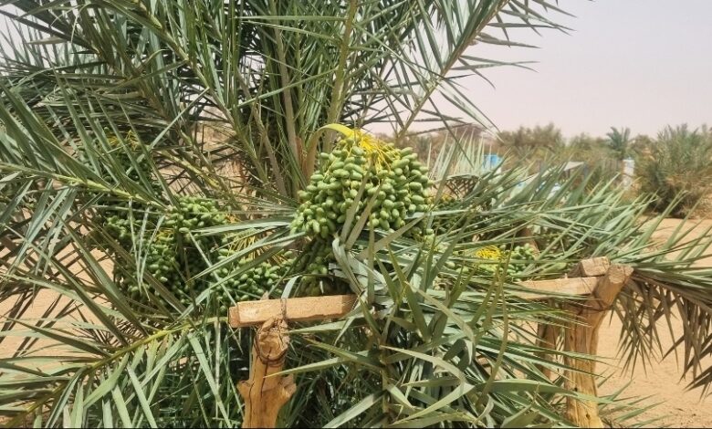 صورة واحة لخنيگ … من أرض قاحلة  جرداء  الى واحة غناء
