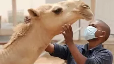 صورة موريتانيا: 24 إصابة جديدة بحمى الوادي المتصدع بين المواشي