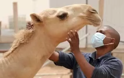 صورة موريتانيا: 24 إصابة جديدة بحمى الوادي المتصدع بين المواشي