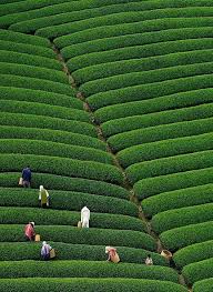 صورة لماذا لانقوم بزراعة الشاي / أحمد ولد الناده