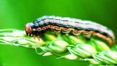 صورة منظمة الامم المتحدة للاغذية والزراعة تراقب دودة الحشد الخريفية