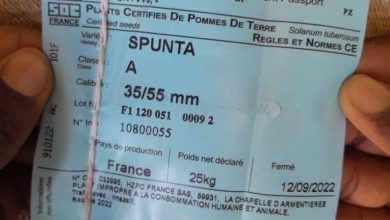 صورة مصادرة كميات من البطاطس لاتصلح للاستعمال تدخل  الاسواق