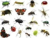 صورة المزارعون يخوضون حربا حقيقة ضد الافات الزراعية