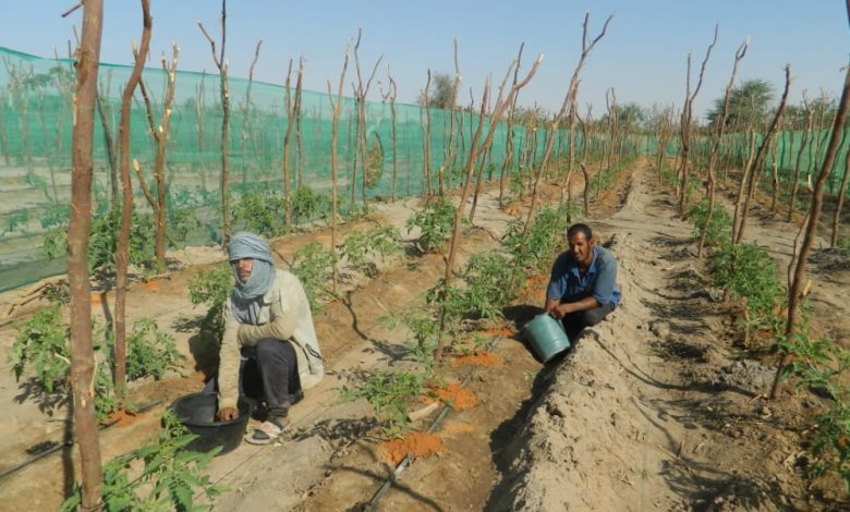 صورة PRODFI / انجازات كبيرة نحو تحقيق الاكتفاء الذاتي في مجال الغذاء