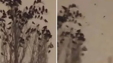 صورة الطيور تتصرف بشكل غريب قبل زلزال تركيا