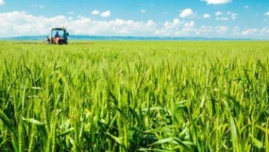 صورة بعد زرع 10 أطنان.. إعلان نجاح تجربة توطين القمح في موريتانيا