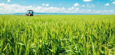 صورة بعد زرع 10 أطنان.. إعلان نجاح تجربة توطين القمح في موريتانيا