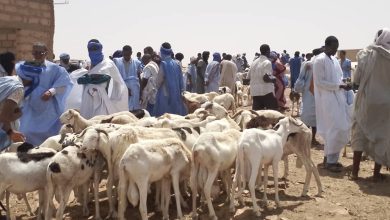 صورة كيفه / ارتفاع غير مسبوق في اسعار الاضاحي