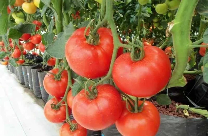 صورة 8 فوائد “مذهلة” للطماطم لم تكن معروفة من قبل