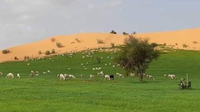 صورة كيفه / تساقطات مطرية هامة شملت العديد من المناطق