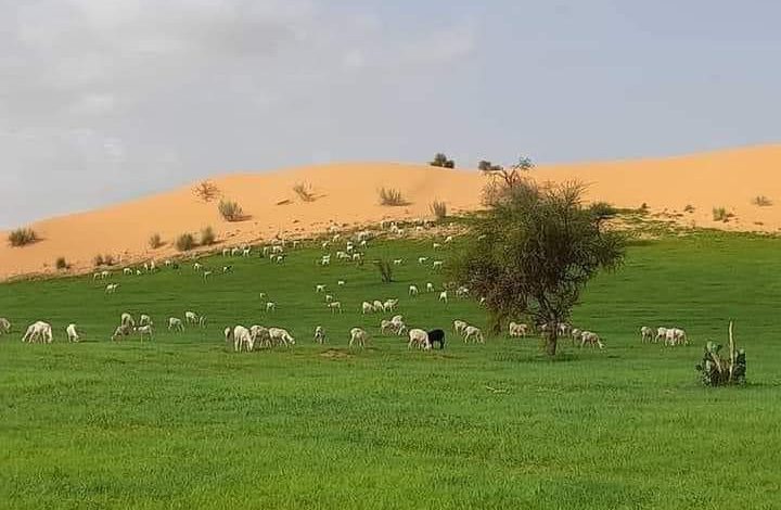 صورة كيفه / تساقطات مطرية هامة شملت العديد من المناطق