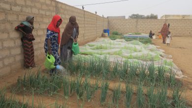 صورة كيفه / تعاونية المستقبل … تجربة مهمة في زراعة الخضروات داخل المدينة
