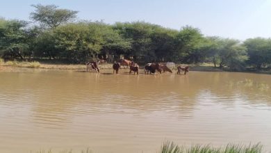 صورة مواكبة لجهود السلطات وكالة كيفه أون لاين في جولة تحسيسية حول خطورة  إشعال الحرائق