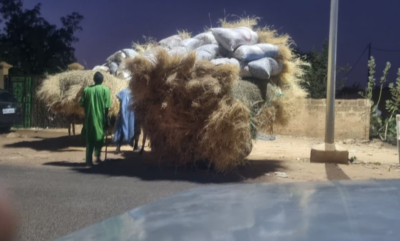 صورة كيفه / بيع الأعشاب من طرف أجانب ظاهرة تؤرق المنمين