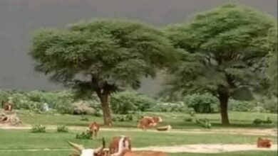 صورة كيفه / تساقطات مطرية هامة على مناطق (مقاييس)