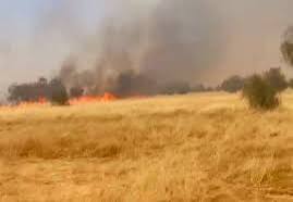 صورة كيفه / المحافظة على الغلاف النباتي والتحسيس ضد الحرائق مسؤولية الجميع