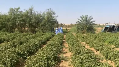 صورة كيفه / الموسم الزراعي في الولاية بين تحديات نقص الأمطار وجهود القطاع